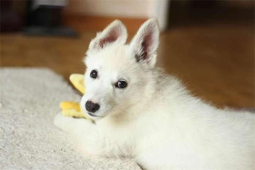 犬に鼻スプレーは安全？獣医師が教える正しい使い方と危険な落とし穴