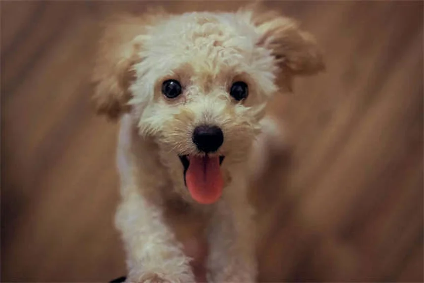冬の愛犬の足を守る5つの方法｜肉球の凍傷・凍結防止剤から守る対策