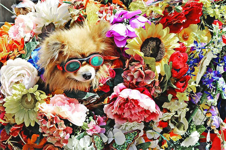 犬のヒゲは切っても大丈夫？生え変わる？知っておくべき役割と真実