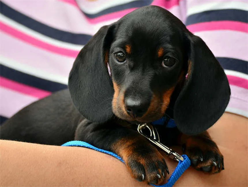 犬の発情期はいつまで？期間・症状から対処法まで完全ガイド