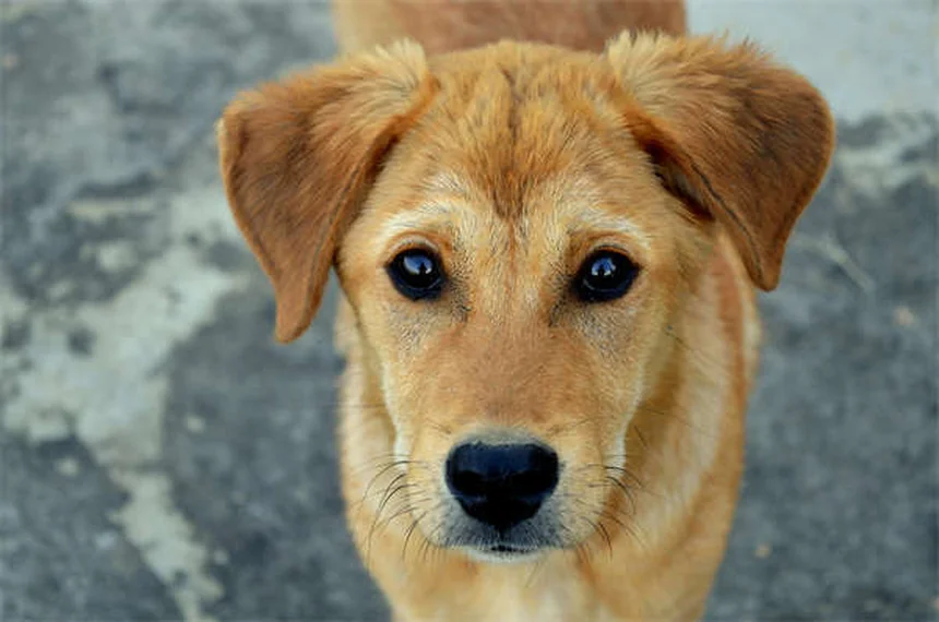 犬がマダニをもらう5つの経路と効果的な予防・対策法
