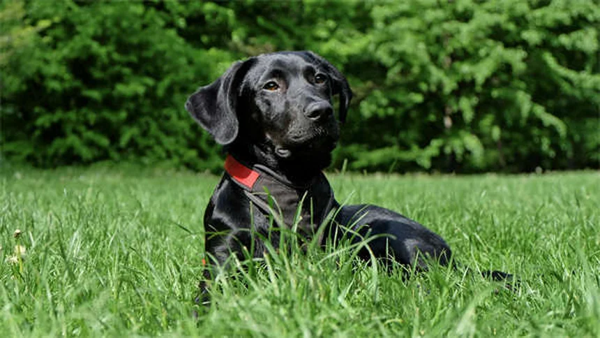 愛犬を失う悲しみが深い理由と癒し方｜ペットロスを乗り越える5つのステップ