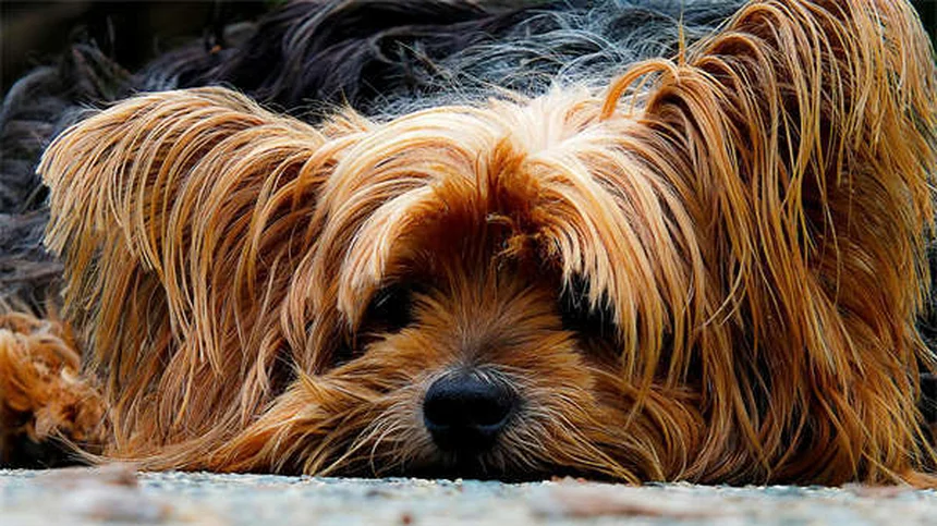 犬のしつけに最適なおやつ選び！効果を高める5つの条件とコツ