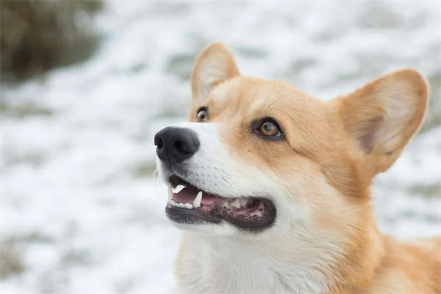 犬のしつけに最適なおやつ選び！効果を高める5つの条件とコツ