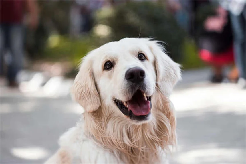 子犬が鳴く理由とは？原因別の対処法と安心させるコツ