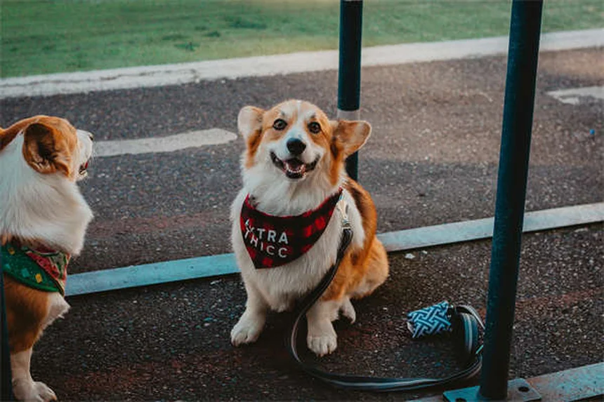 犬をリラックスさせる音楽の効果とは？クラシックやレゲエの意外な効能