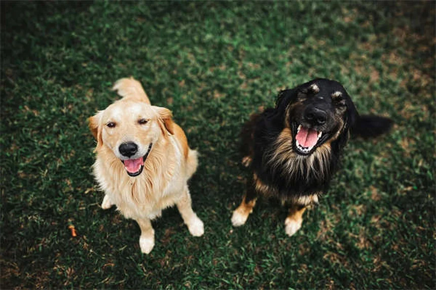 コセクインとダスキンの違いとは？愛犬・愛猫の関節サプリの選び方
