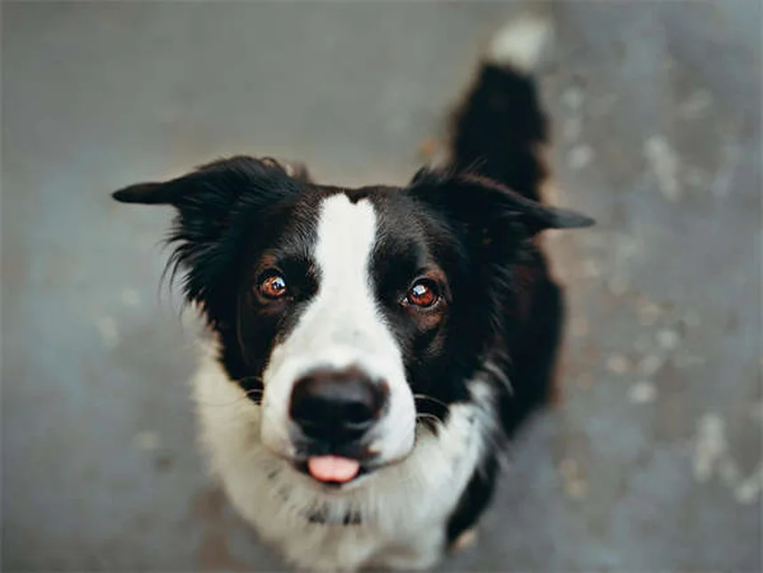 健康な犬種19選｜長生きしやすい犬の特徴と飼い主ができること