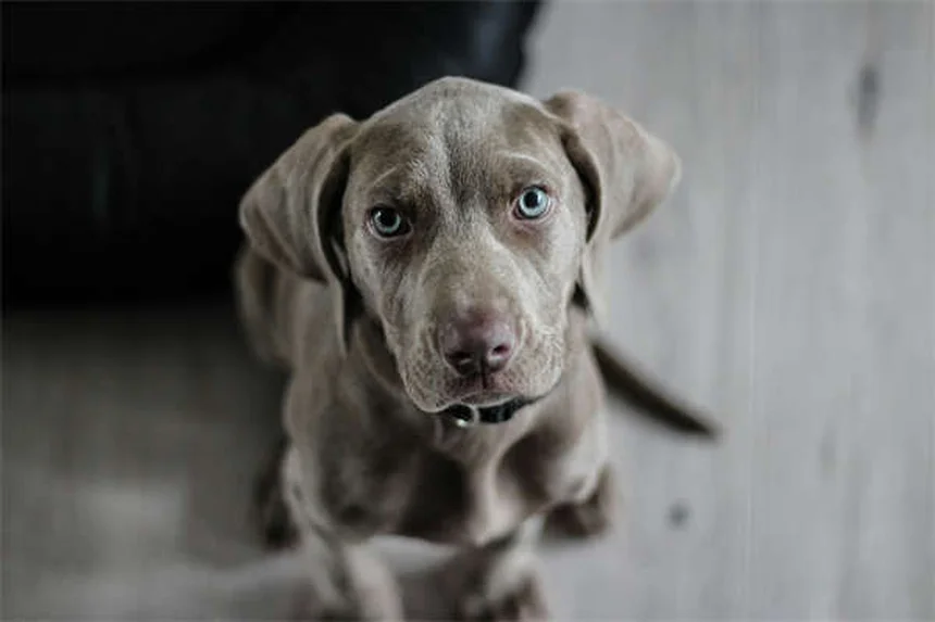 犬は視覚だけで仲間を見分けられる！研究が証明した驚きの能力