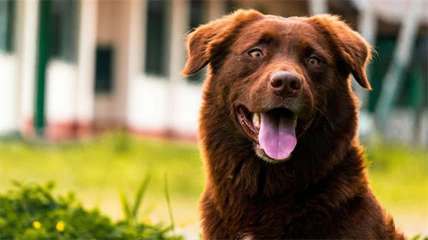 犬の吠え声7つの原因と正しい対処法を経験者が解説