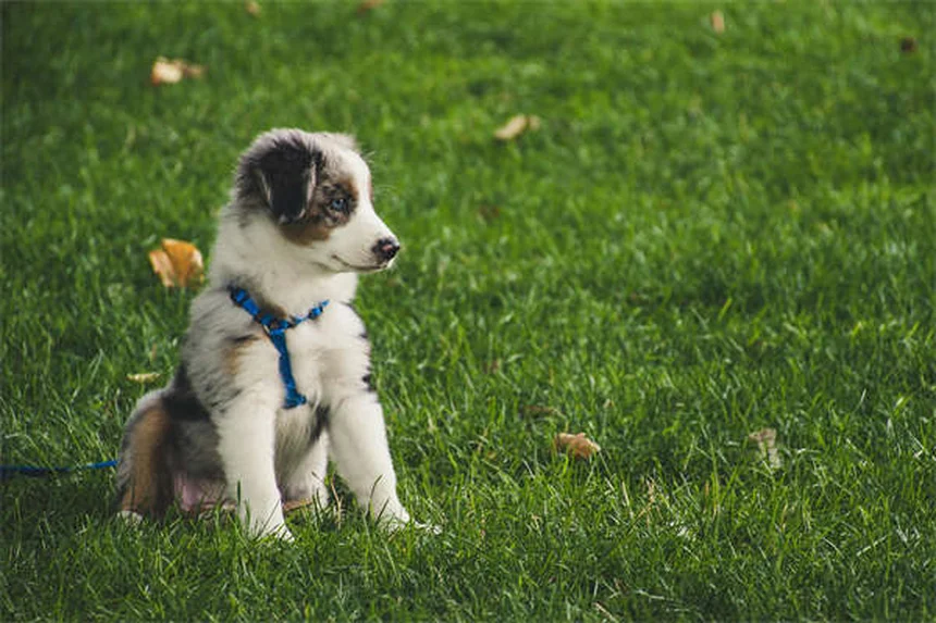 犬の吠え声7つの原因と正しい対処法を経験者が解説