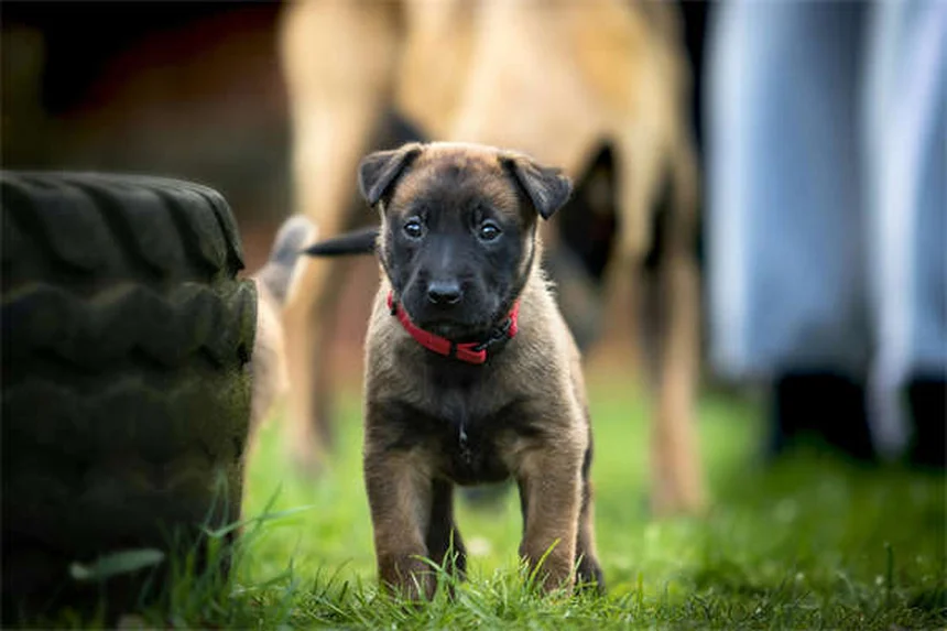 水が好きな犬の特徴と安全な楽しみ方｜18犬種の飼い方ガイド