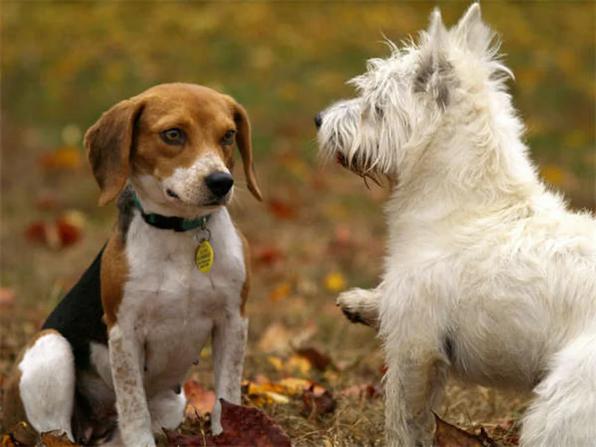 獣医師が教える！子犬のフード選びで失敗しない3つのポイント