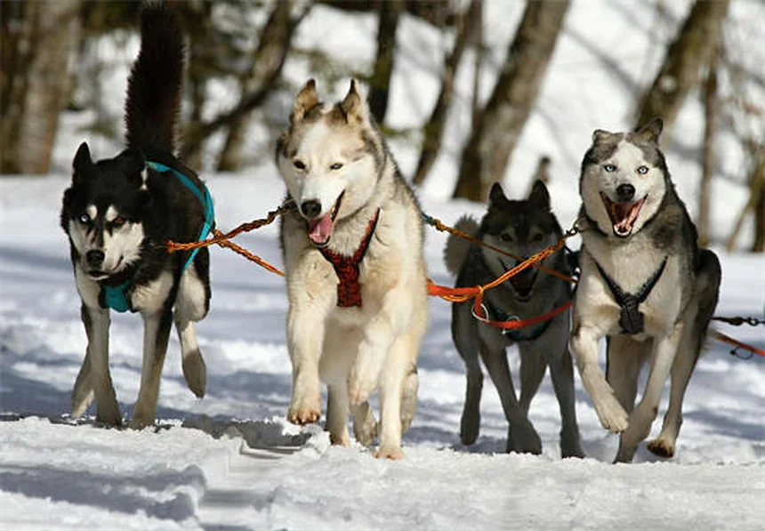 獣医師が教える！子犬のフード選びで失敗しない3つのポイント