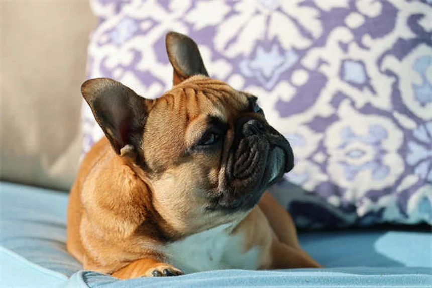 犬の興奮性と服従性の尿失禁、その違いと原因