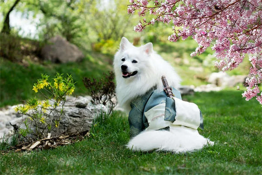 犬の興奮性と服従性の尿失禁、その違いと原因
