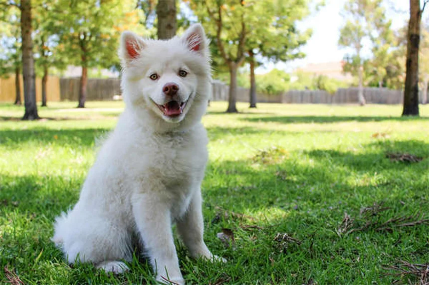 犬がボール投げをしない理由と解決法｜愛犬を「フェッチ好き」にする3ステップ