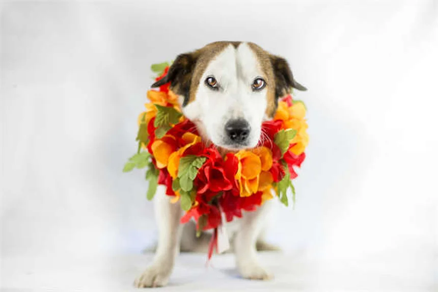 犬の「子犬の目」はどう進化した？表情筋の秘密を専門家が解説