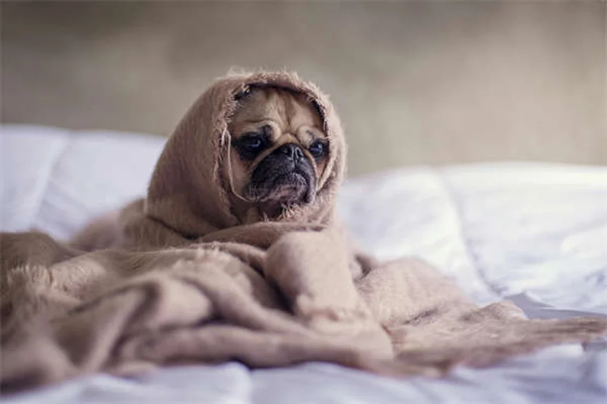 犬の服は必要？冬の必須アイテム選びと賢い着せ方ガイド