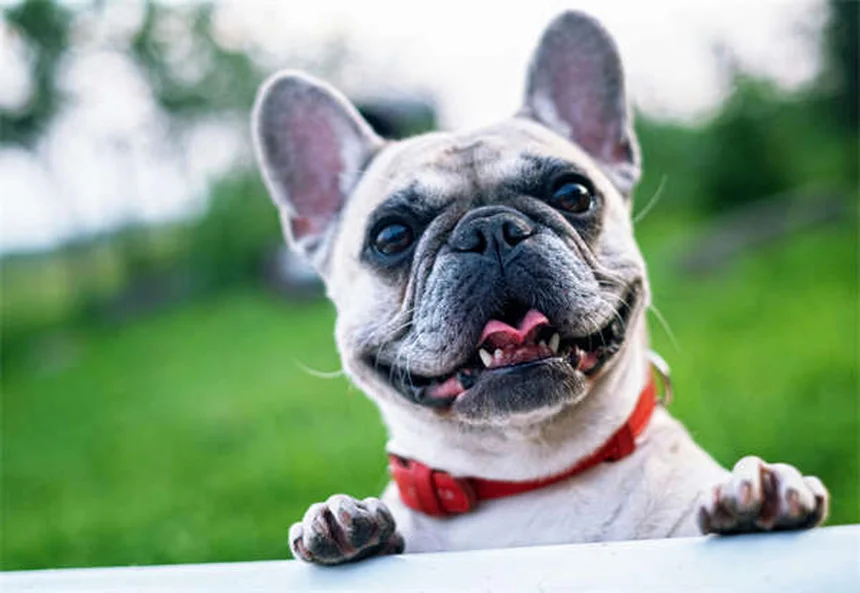 愛犬は本当に自分の名前を理解している？【獣医師監修】