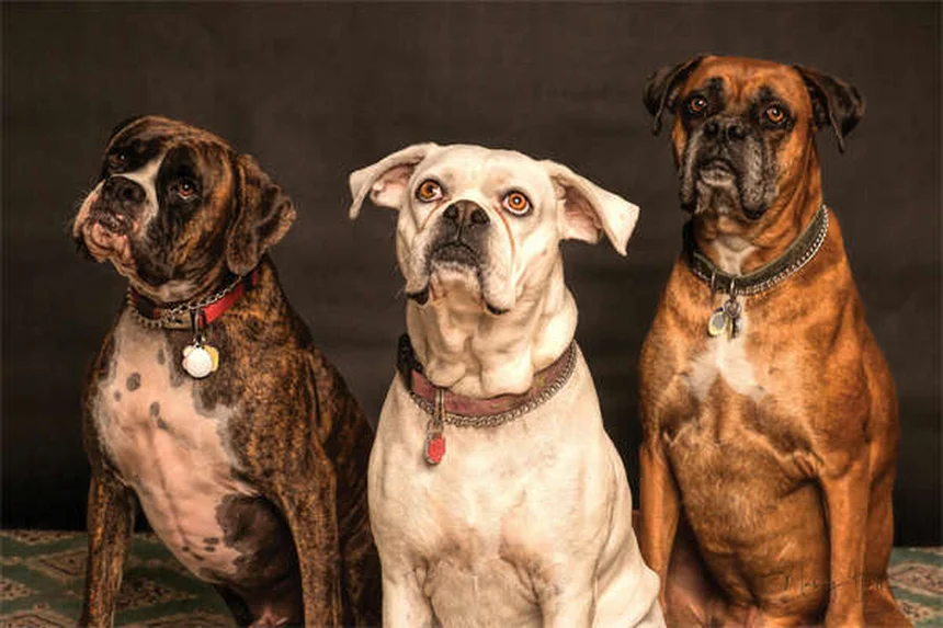 愛犬は本当に自分の名前を理解している？【獣医師監修】