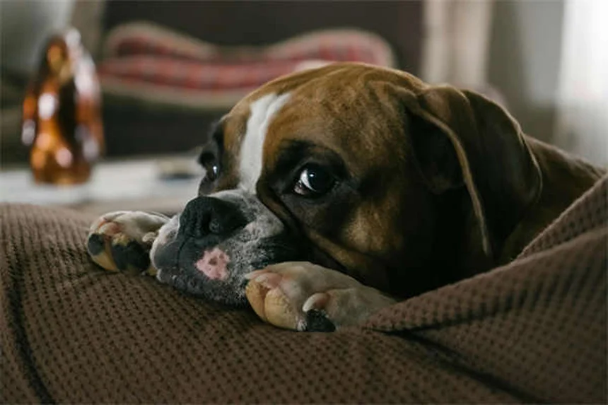 犬のDNA検査でわかる6大ミックス犬種と健康リスク