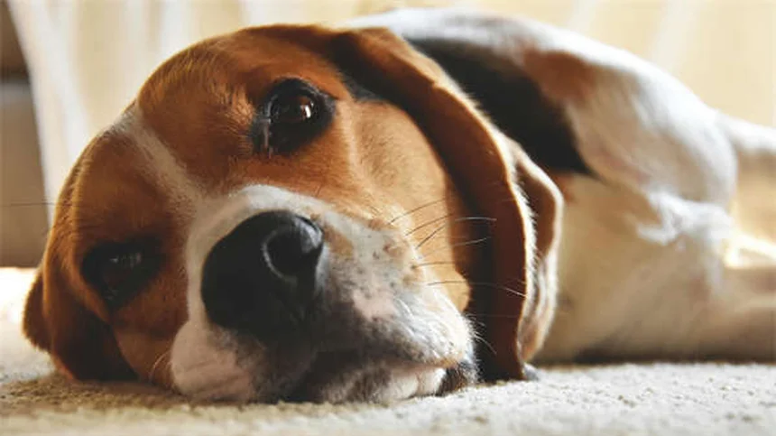 犬の抜け毛が気になる？正常と異常の見分け方と対策7選