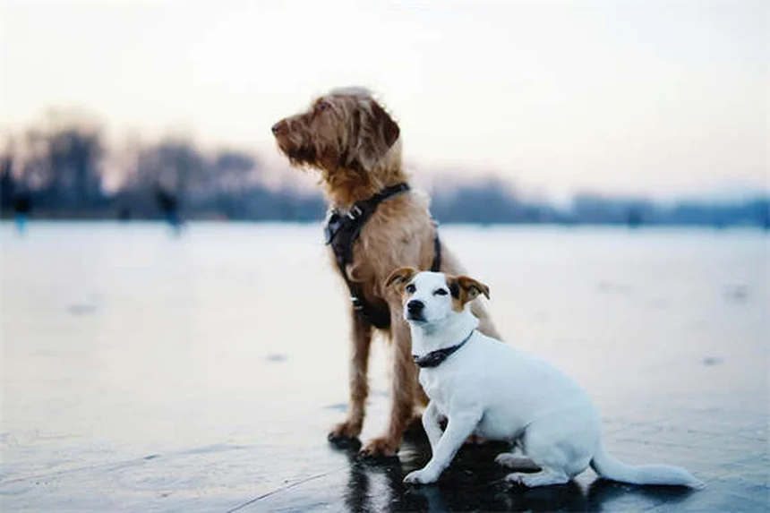 犬の抜け毛が気になる？正常と異常の見分け方と対策7選