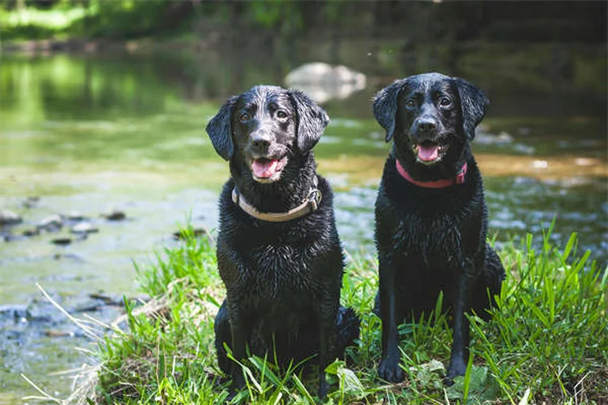 犬の歯列矯正は必要？費用と治療のすべてを獣医が解説