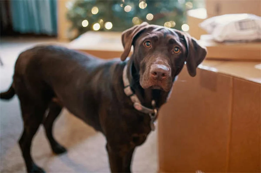 犬のヒゲは切っても大丈夫？生え変わる？知っておくべき役割と真実