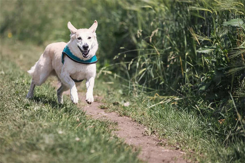 犬のヒゲは切っても大丈夫？生え変わる？知っておくべき役割と真実