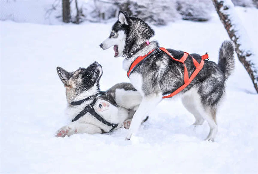 チンチラの病気まとめ：飼い主が知るべき症状と予防法