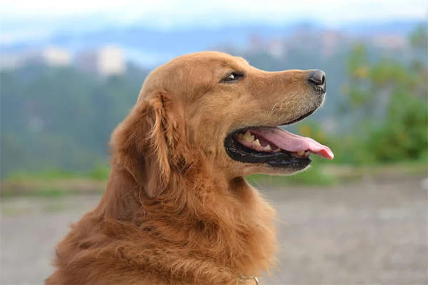 犬が草を食べる理由と注意点：安心して見守れる知識