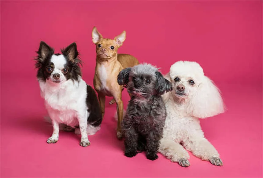 犬の花粉アレルギー｜症状・原因・治療法を獣医師監修で解説