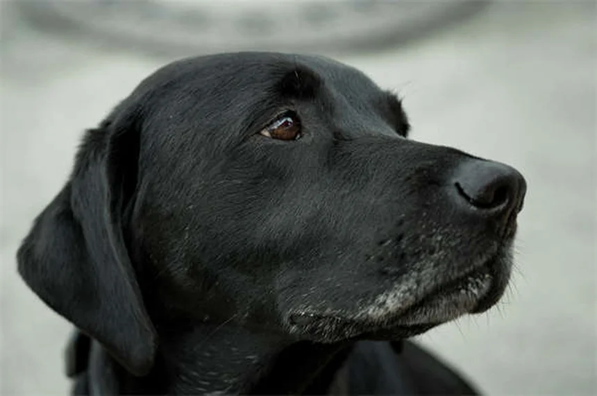 犬猫の糖尿病の血糖値管理：安全な範囲と自宅モニタリングのすべて