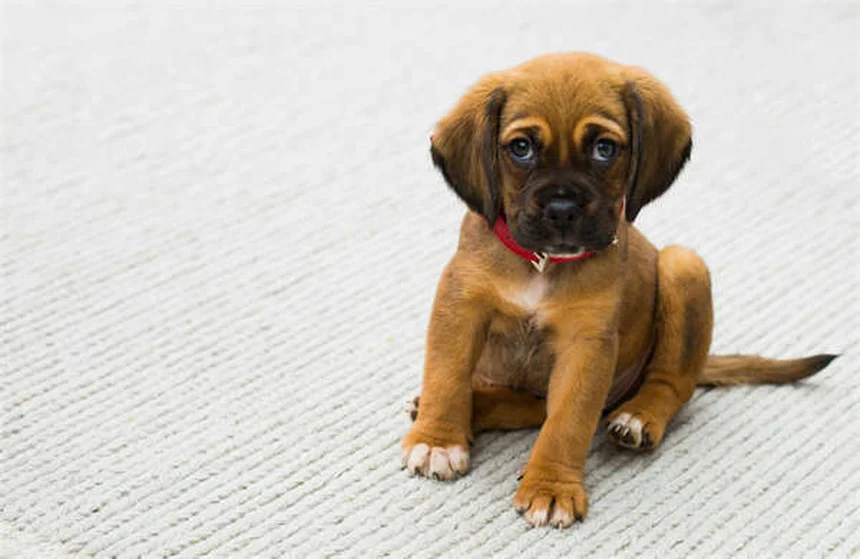 犬猫の糖尿病の血糖値管理：安全な範囲と自宅モニタリングのすべて